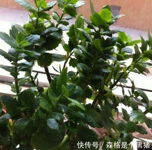 爆盆|想要长寿多开花，盆里10天扔个“它”，花苞蹭蹭窜，不管也爆盆