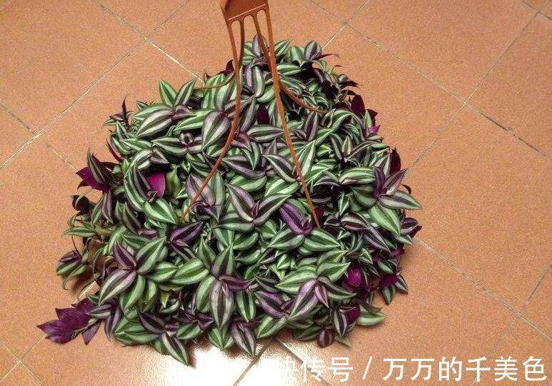 牡丹吊兰|4种“漂亮花”，生性泼辣，沾土就成活，一养就上瘾