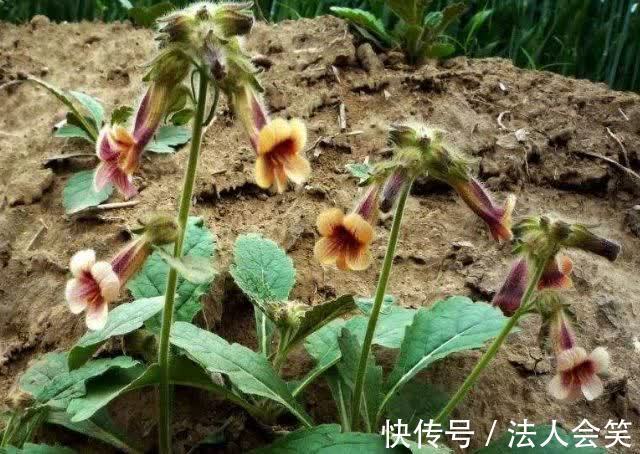 骨蒸潮|农村遍地都是野生地黄，专治糖尿病、高血压、耳鸣，少有人知