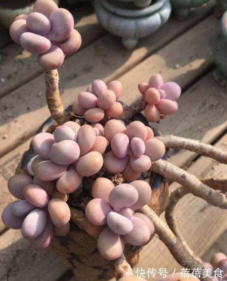 新手养多肉桃蛋,3个要点要牢记,做好了养成老桩,美极了