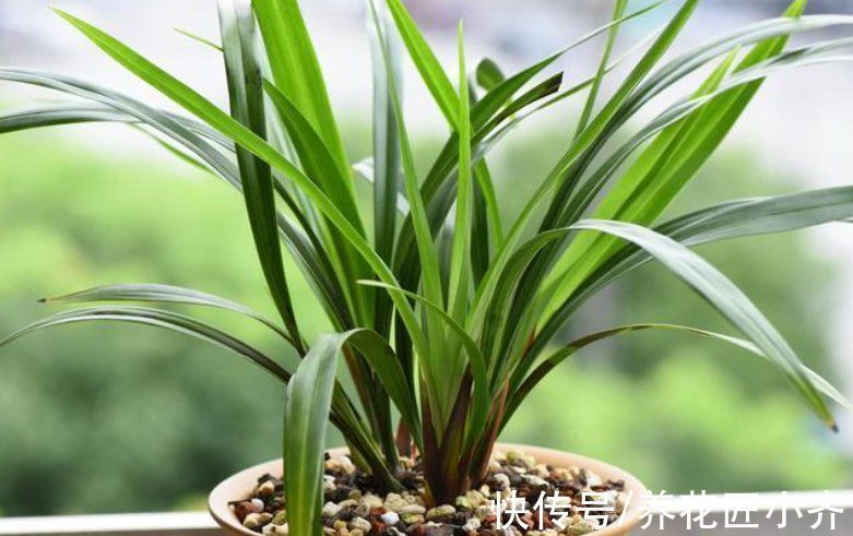 秋季兰花养护截然不同,通过3点入手,合理改变才能发新芽长花苞