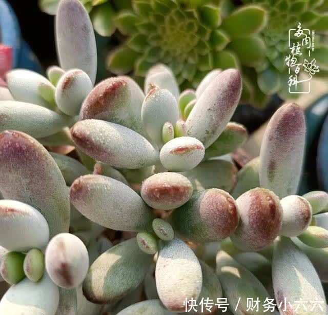 揭秘：那些干净又温暖的多肉照片从哪里来？