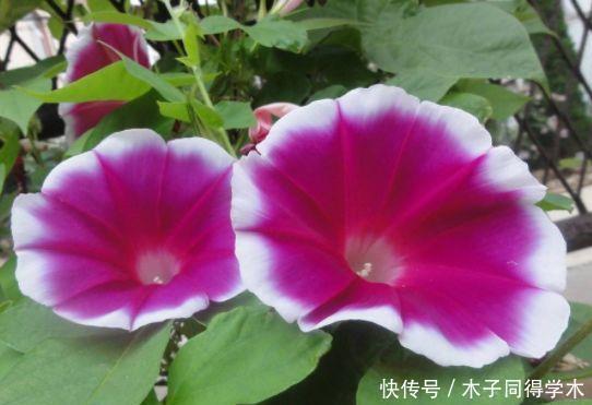 家里养此款花卉,便宜又好养,阳台开花变温馨小花园