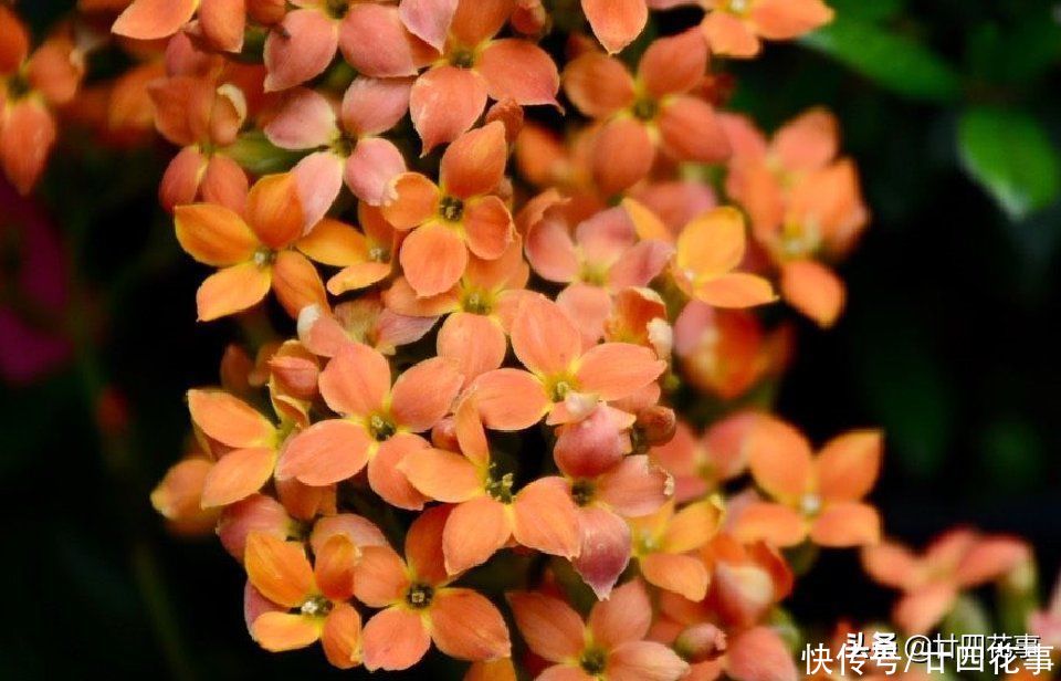 家养长寿花,8月底做件事,做到位复花容易,耽误了年底难见花