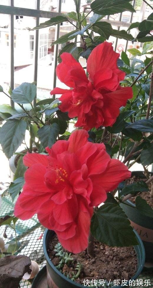 7种“勤快花”,就是“花机器”,365天开不败,从来不嫌累