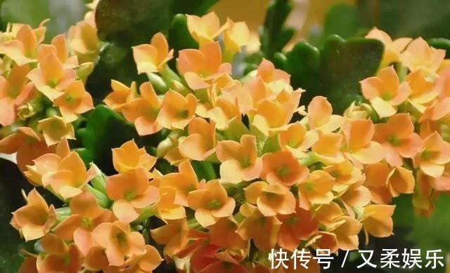 农村|此物在农村满大街都是,却没人要,带点回家,养花的神器