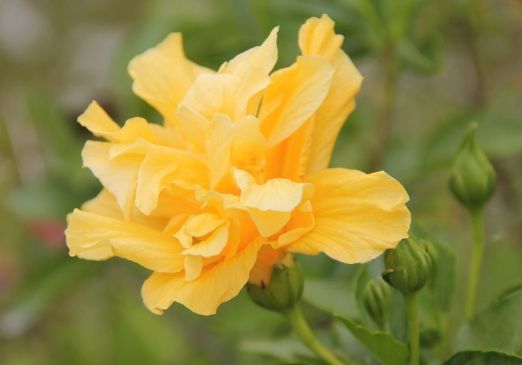 农历5月11日开始，养花养个耐看的，花香易打理，开花艳丽惹人爱