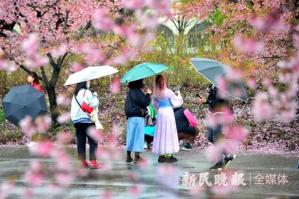 细雨润樱花 雨后景更美