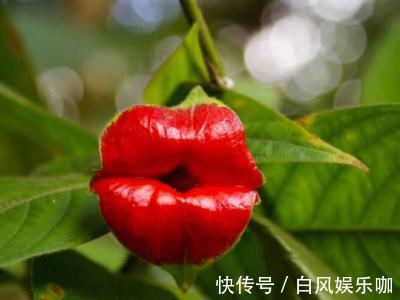 世界上“最性感”的花,外表酷似鲜艳红唇,想不到还有如此妙用!