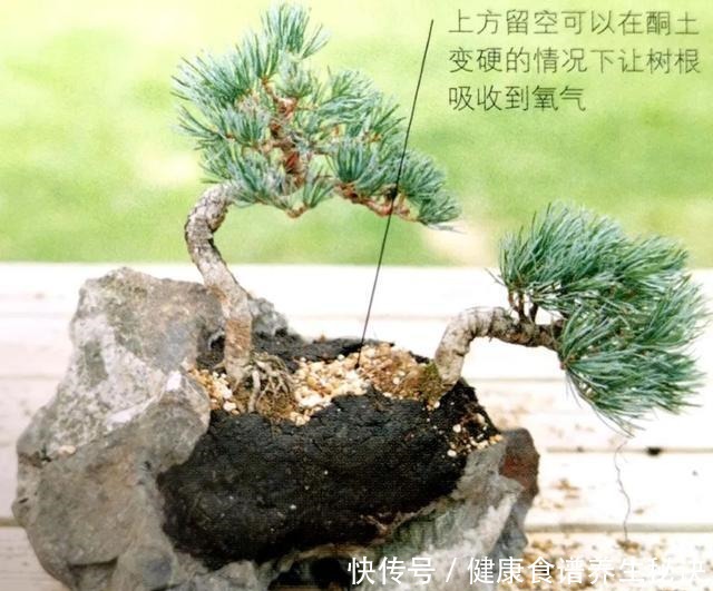 “岩石与树枝”一步步完美契合,叹服附石盆景的魅力无人能挡!