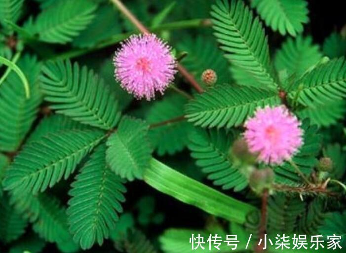 什么属相养什么“花”,一看就明白,看看你养对了吗