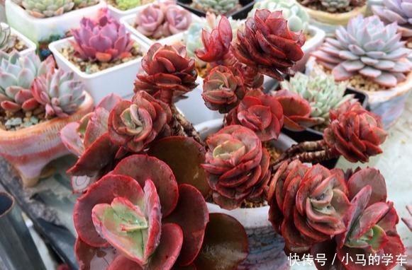 容易爆仔的秀妍,要知道,秀妍可不是爆仔那么简单,出状态更美!