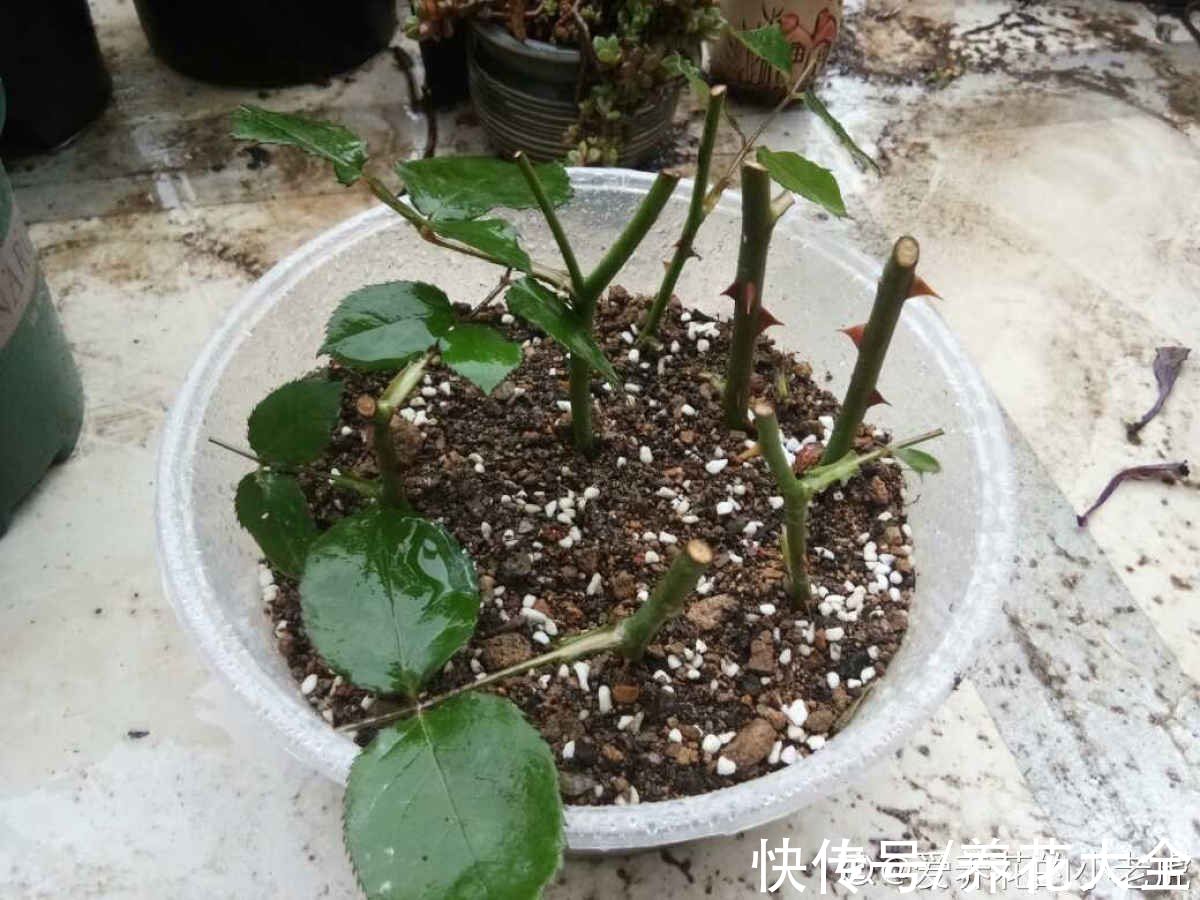 秋天|快死的花别丢掉,找对方法补救一下,还能重焕生机