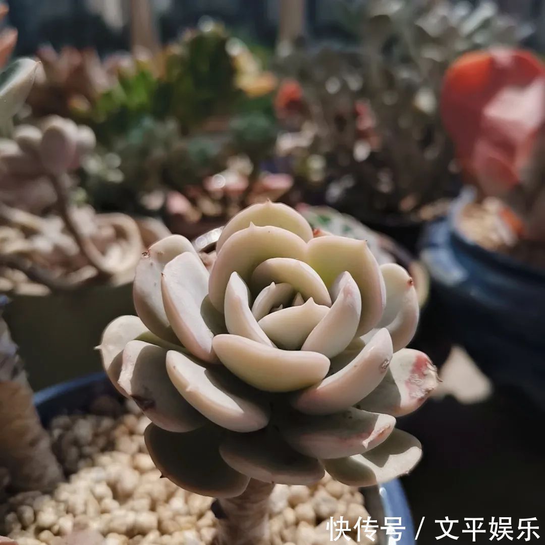 一组逆袭成功的多肉给它时间，它就会给你好看！