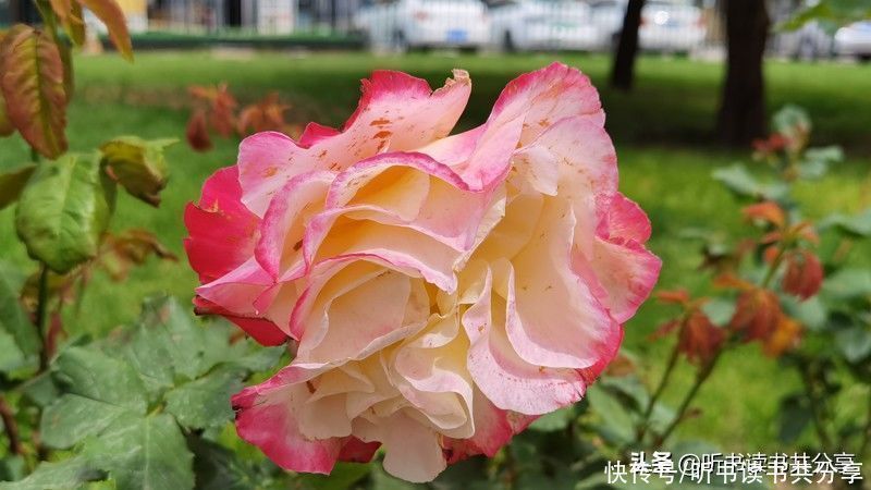 月季|北京街头万千姿态的月季花,您最喜欢哪一种