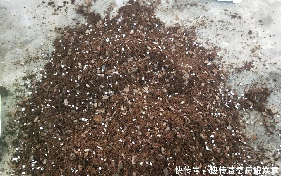 爆盆|户外挖“2种土”养花,君子兰长得像“大白菜”,茉莉花“爆盆”