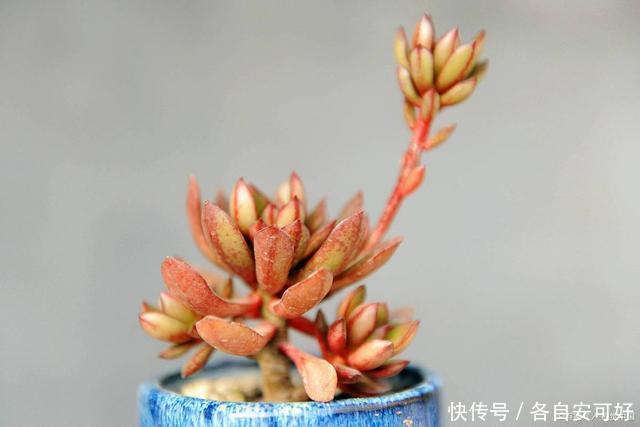 多肉上色四要素,少一个,颜色都不完美!