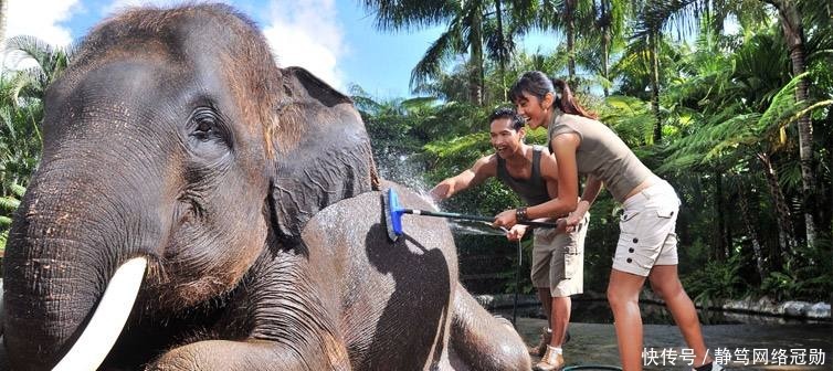  遗址|金沙遗址出土象牙，专家研究后说：当时大象和现代大象不太一样