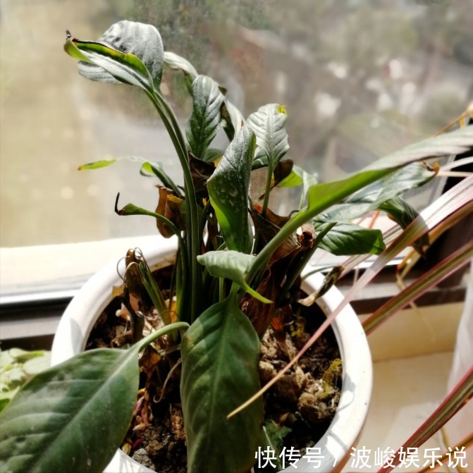 绿森林|8种“漂亮花”别晒大太阳,一晒就耷拉,客厅不见光,养成绿森林