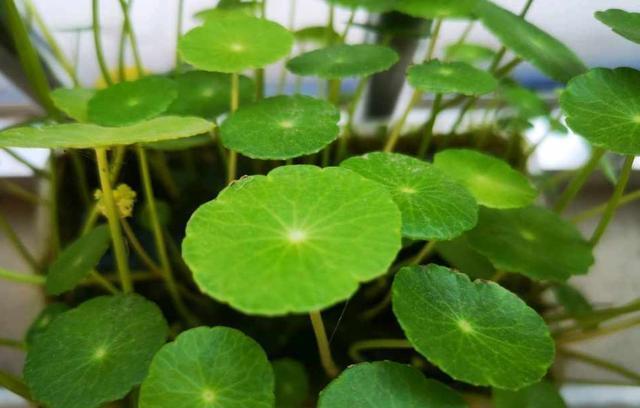 上班族更喜欢的三种懒人花，秋冬季节更好打理，开花还漂亮