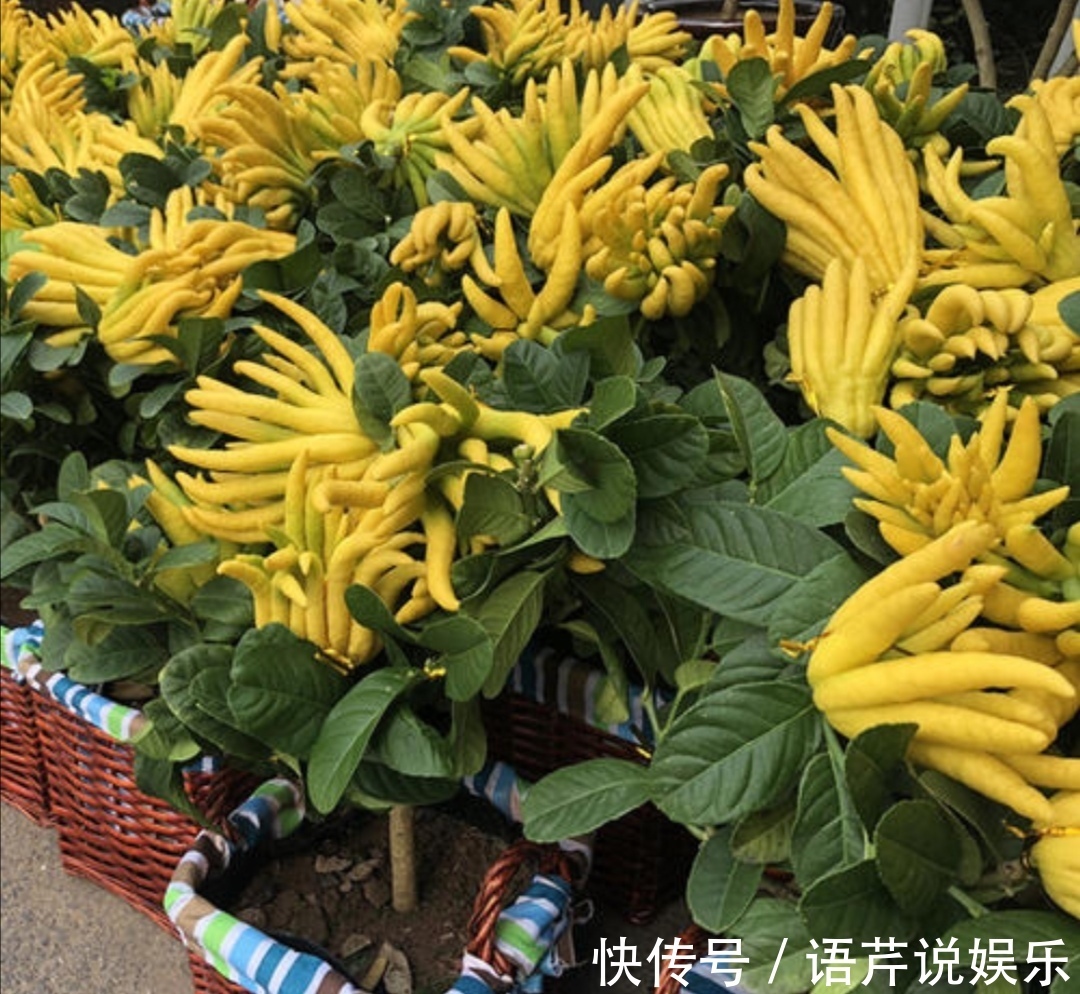 此花香气浓郁，千姿百态，被称为果中之仙品，代表着吉祥和幸运