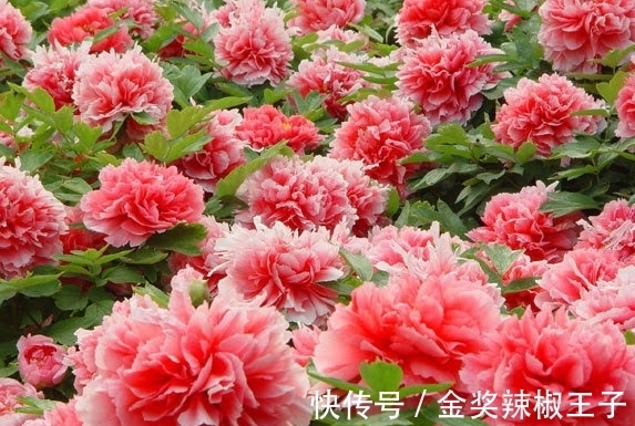 懦弱|近期,4个星座,柔软却不卑微,善良却不懦弱,活得开心舒心顺心