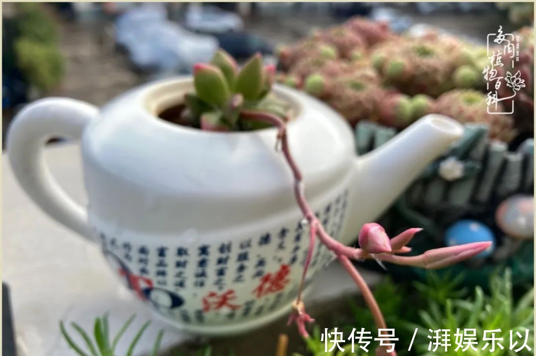 遇见即美,花事未荼蘼!种一桌子多肉,看花开花落!