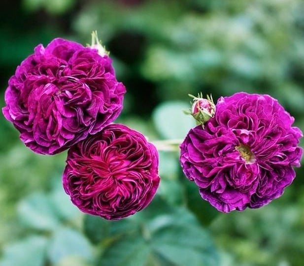 分枝|月季寿命有多少年养的时间越久长的越差,开花又少又小怎么办