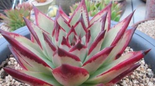  南阳台|家里养这10样植物，摆放位置得讲究点，不然一盆都留不住