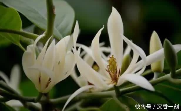 6种花就得现在买,养到夏天就能开爆,越热开花越多