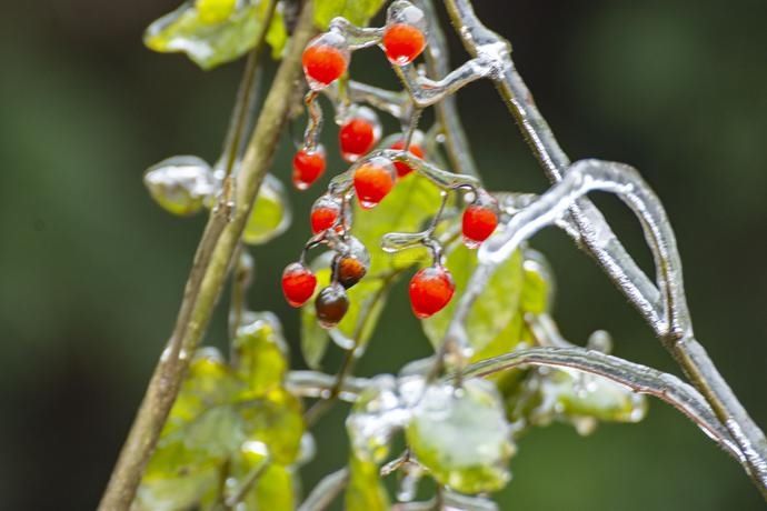  花枝|2020最后一个节气“冬至” 犹有花枝俏