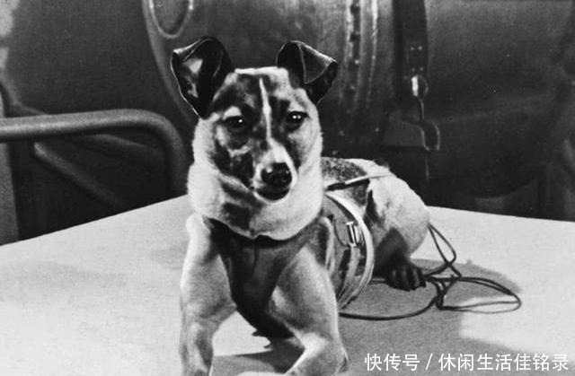 太空 62年前,苏联把一只小狗送上太空,后来这只狗的结局如何