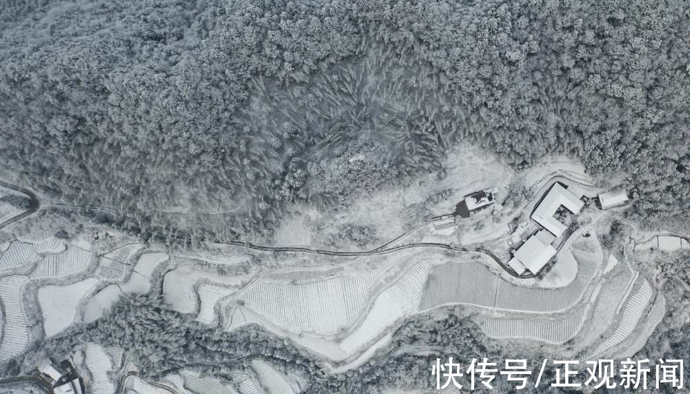 茶园|雪润茶园