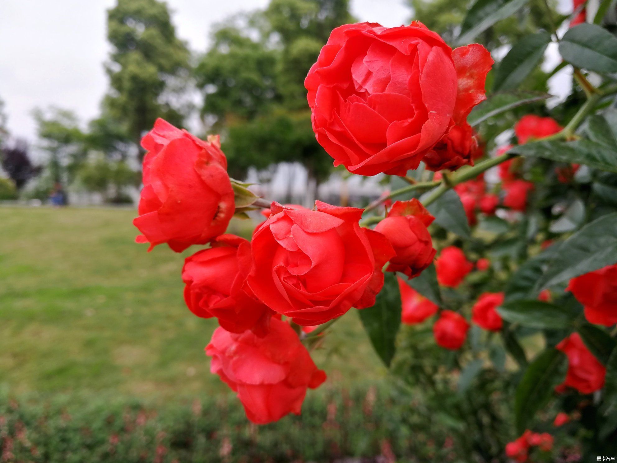 不摇香已乱，无风花自飞