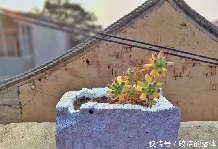 如莲似花,美好心情由你而始!