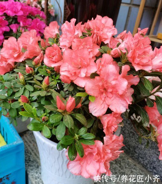 年后花市开门，赶紧去“捡漏”，这7种花，花低价就能买“好货”