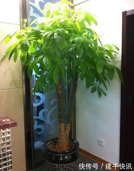 家里养6种花,把水浇得勤快了,容易烂根、黄叶,需要当心