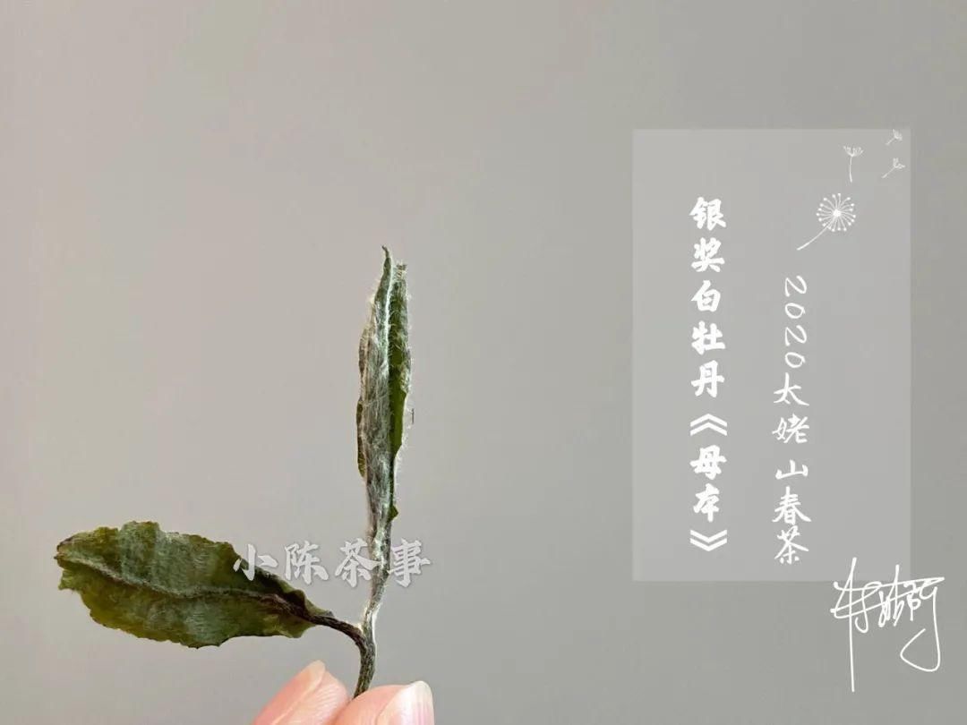 因素|白牡丹喝出了白毫银针的感觉,抛开等级的因素,良好的储存是关键