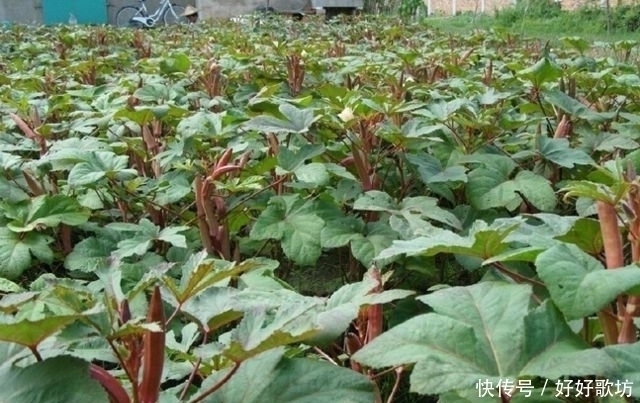 农民|农村里的这种蔬菜，男人最喜欢吃，农民靠它月入万元