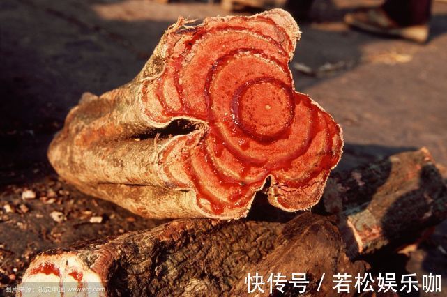 它非常珍贵,若是你的家乡也有,要珍惜,别当柴火烧