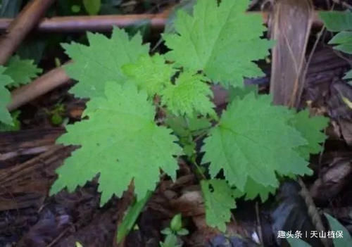 农村里|农村一种野草,人称“蜇人草”,过去见到就拔,如今是一味良药