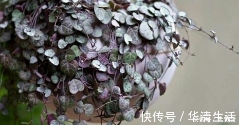 多肉度夏难?选择这些多肉植物准没错,安全度夏无压力!不要错过