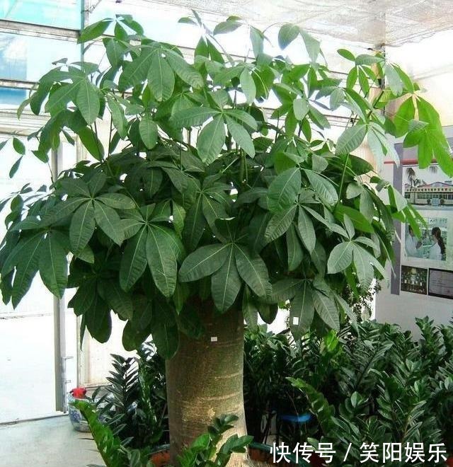 客厅养的5种花,最怕水,多浇一点点,整盆死翘翘