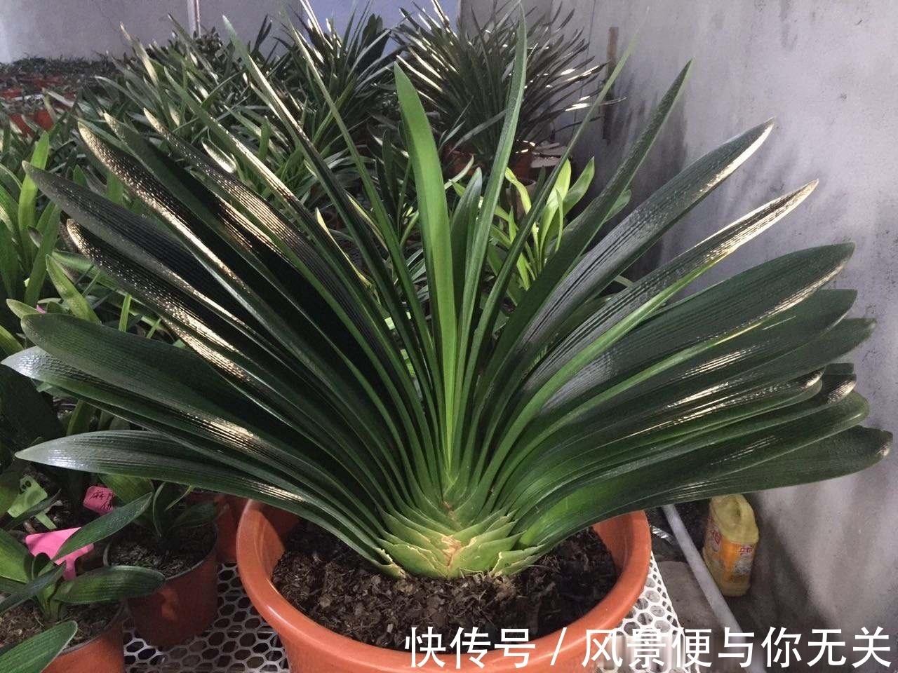 如何挑选君子兰优质君子兰有明显的“特点”,花大色艳叶片美