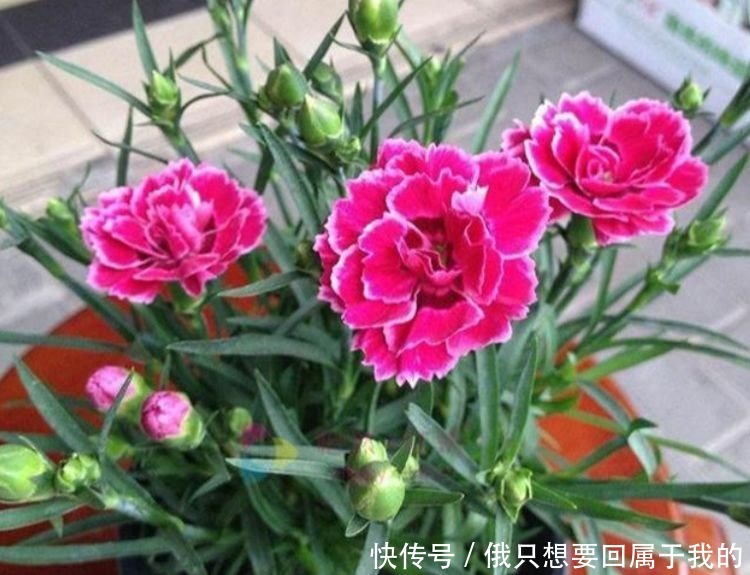 4种花漂亮又好养,花期长达200天,比牡丹好看,比吊兰好养