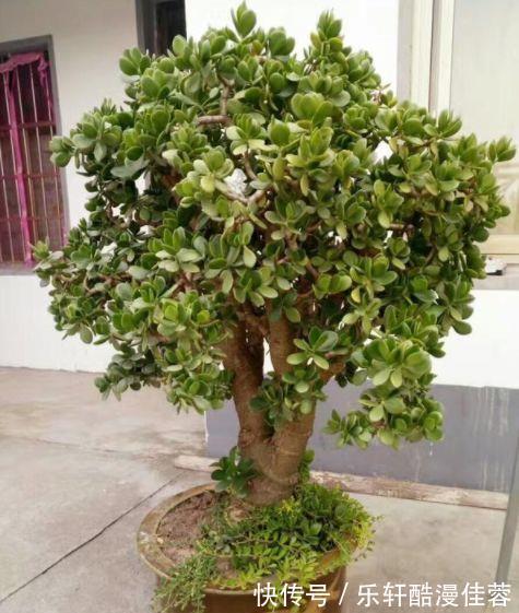 沙包|沙包一样大的拳头没见过，小腿一样粗的玉树也不多见