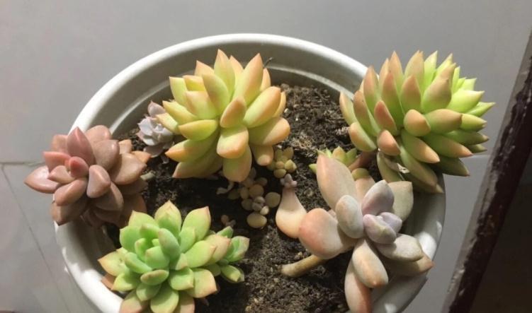 遵循这3大规则,冬天养多肉,家庭盆栽才不会出问题