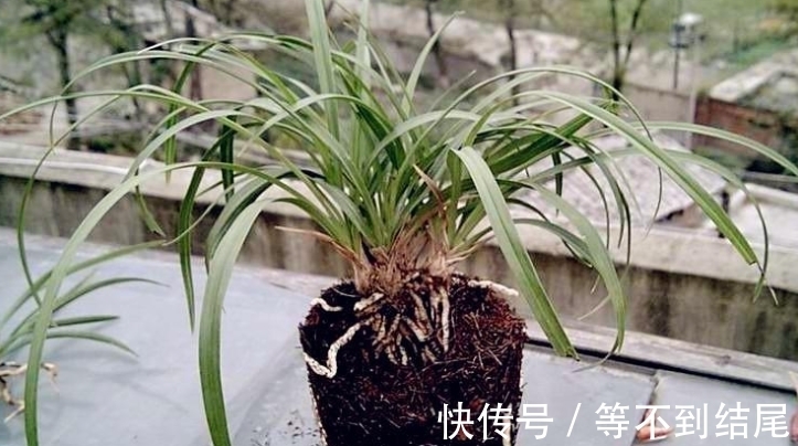 兰花根系“越狱”，全部长出盆表面，注意4个原因，土内全是白根