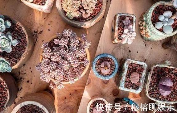 养花坏习惯不趁早摆脱这3臭毛病,居家盆栽长久不了