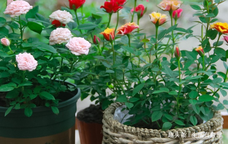 最能代表爱情的，始终还是玫瑰，此花，被称“微型玫瑰花”，好养